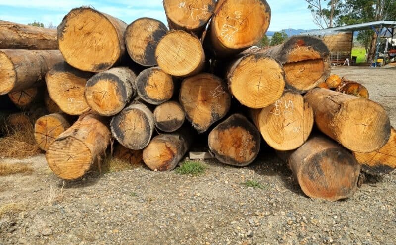 Blackbutt Timber
