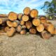 Blackbutt Timber