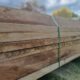 Spotted Gum